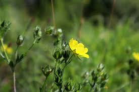 Attēlu rezultāti vaicājumam “Potentilla reptans bud”