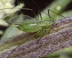 Attēlu rezultāti vaicājumam “Macrosiphoniella absinthii”