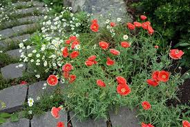 Image result for Papaver rhoeas