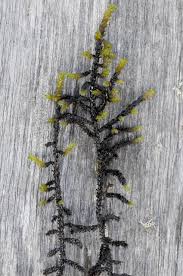 Attēlu rezultāti vaicājumam “Hamatocaulis lapponicus”