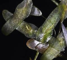 Attēlu rezultāti vaicājumam “Lemna trisulca”