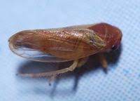 Attēlu rezultāti vaicājumam “Oncopsis sp.”