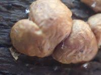 Attēlu rezultāti vaicājumam “Hypocrea rufa”