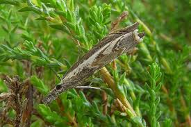 Attēlu rezultāti vaicājumam “Platytes alpinella”