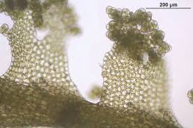 Attēlu rezultāti vaicājumam “Lophocolea minor macro”