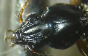 Attēlu rezultāti vaicājumam “Bembidion litorale”