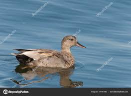 Attēlu rezultāti vaicājumam “Anas strepera”