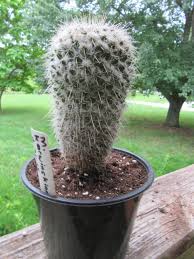 Attēlu rezultāti vaicājumam “Cribraria macrocarpa stalked”