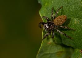 Attēlu rezultāti vaicājumam “Evarcha falcata female”