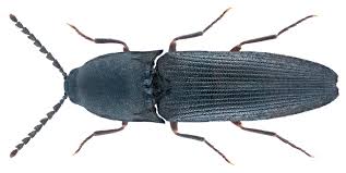 Attēlu rezultāti vaicājumam “Rhamnusium bicolor”