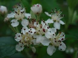 Attēlu rezultāti vaicājumam “Aronia melanocarpa flower”