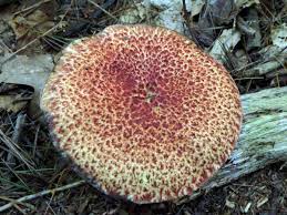 Attēlu rezultāti vaicājumam “Trichia varia macro”