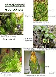 Attēlu rezultāti vaicājumam “Saelania glaucescens sporophyte”