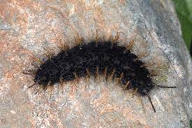 Attēlu rezultāti vaicājumam “Boloria titania”