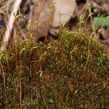 Attēlu rezultāti vaicājumam “Didymodon tophaceus sporophyte”