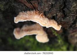 Attēlu rezultāti vaicājumam “Phlebia tremellosa”