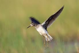 Attēlu rezultāti vaicājumam “Tringa glareola adult”