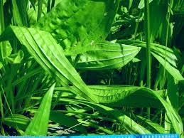 Attēlu rezultāti vaicājumam “Plantago lanceolata leaf”