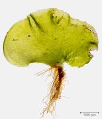 Attēlu rezultāti vaicājumam “Moerckia hibernica”