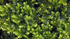 Attēlu rezultāti vaicājumam “Lophozia ventricosa”