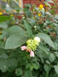 Attēlu rezultāti vaicājumam “Symphoricarpos albus flower”