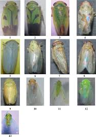 Attēlu rezultāti vaicājumam “Cicadellidae”