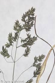 Attēlu rezultāti vaicājumam “Poa angustifolia”