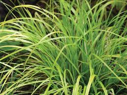 Attēlu rezultāti vaicājumam “Carex remota leaf”
