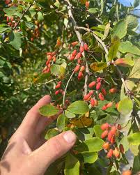 Attēlu rezultāti vaicājumam “Berberis thunbergii fruit”