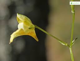 Attēlu rezultāti vaicājumam “Impatiens parviflora fruit”