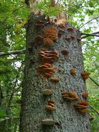 Attēlu rezultāti vaicājumam “Pycnoporellus fulgens”