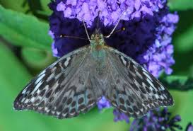 Attēlu rezultāti vaicājumam “Argynnis paphia female”