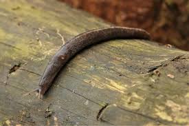 Attēlu rezultāti vaicājumam “Limax cinereoniger”