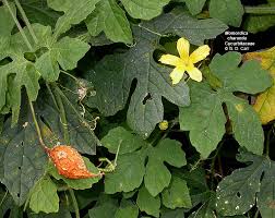 Attēlu rezultāti vaicājumam “Cucurbitaceae”