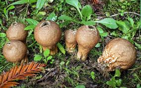 Attēlu rezultāti vaicājumam “Lignydium muscorum macro”