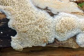 Attēlu rezultāti vaicājumam “Phlebia rufa”