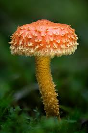 Attēlu rezultāti vaicājumam “Pholiota flammans”