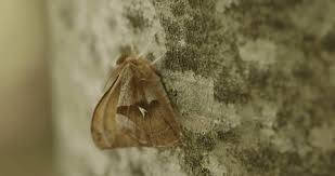 Attēlu rezultāti vaicājumam “Malacosoma castrensis male”