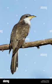 Image result for Coccyzus americanus