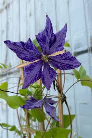 Attēlu rezultāti vaicājumam “Clematis flower”