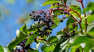 Attēlu rezultāti vaicājumam “Sambucus nigra”
