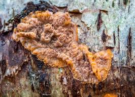 Attēlu rezultāti vaicājumam “Phlebia radiata”