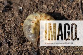 Attēlu rezultāti vaicājumam “Oryctes nasicornis larva”