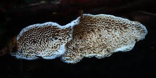 Attēlu rezultāti vaicājumam “Antrodia albida”