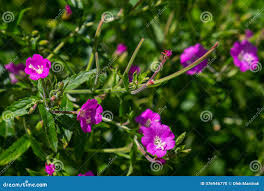 Attēlu rezultāti vaicājumam “Epilobium hirsutum leaf”