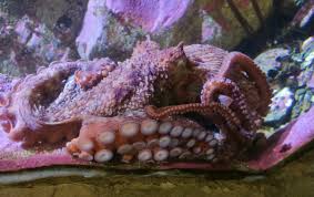 Image result for Enteroctopus dofleini