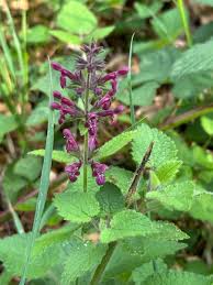 Attēlu rezultāti vaicājumam “Stachys sylvatica”