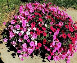 Image result for Petunia