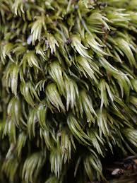 Attēlu rezultāti vaicājumam “Leucobryum juniperoideum”