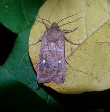 Attēlu rezultāti vaicājumam “Eupsilia transversa”